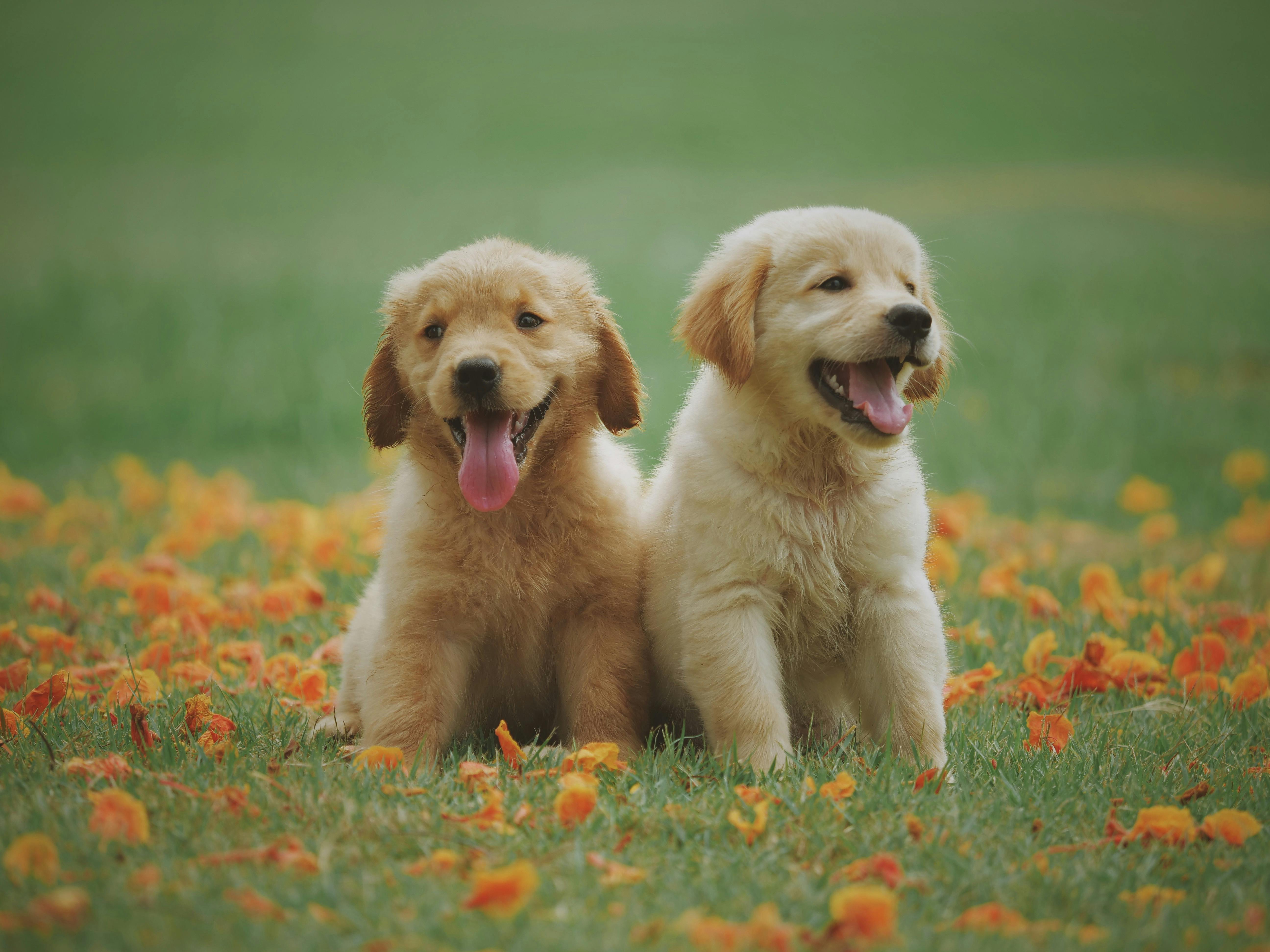 Puppies on the grass