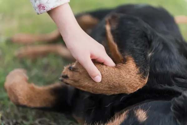 Human hand holding dog paw