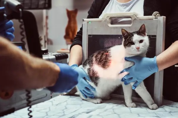Veterinarians make x-ray sick cat table