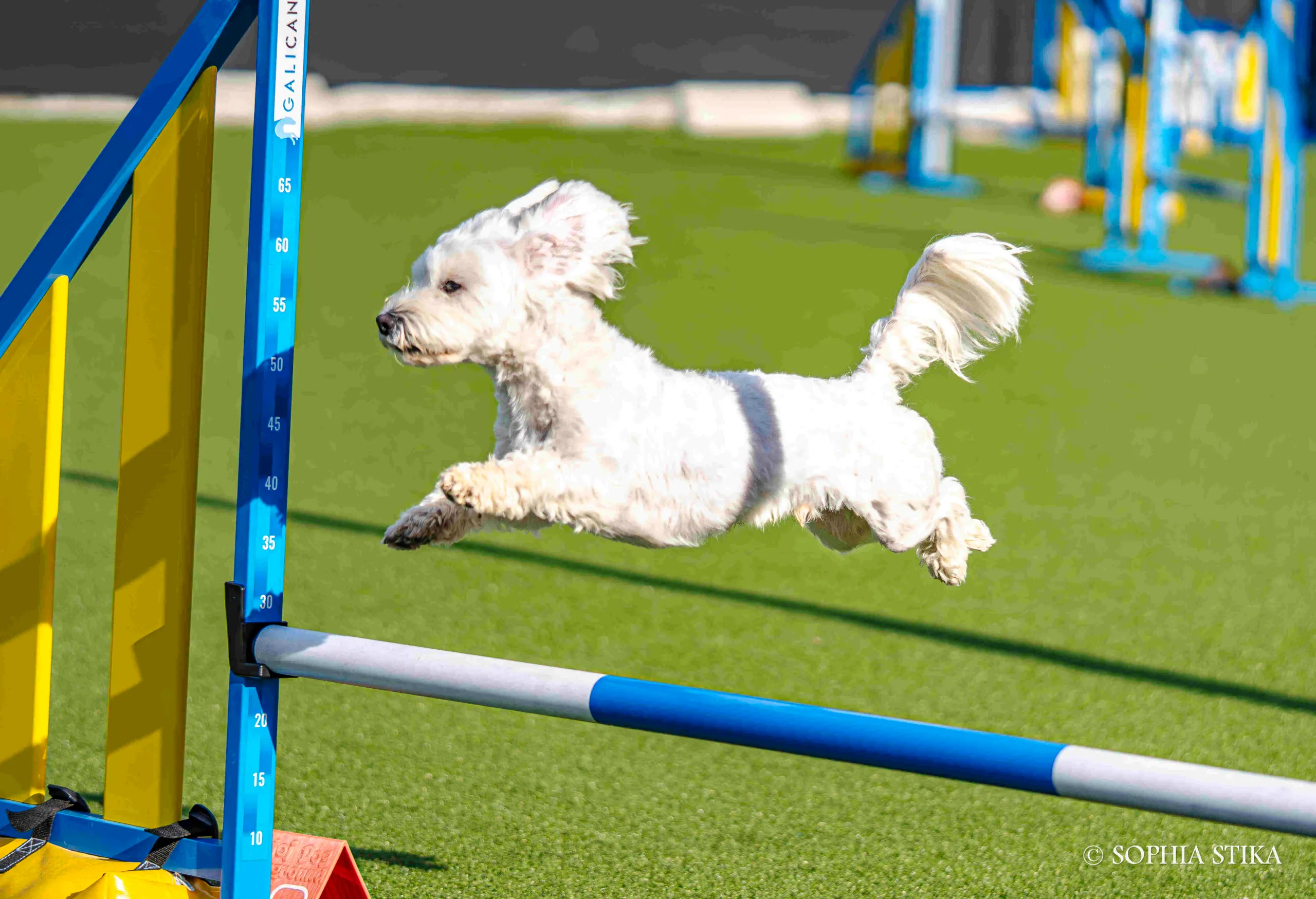 Κτηνίατρος ορθοπεδικός εξετάζει κατοικίδιο με ωτοσκόπιο